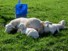 Ewe with her lambs.  Misty Oaks Farm