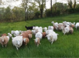 Katahdin sheep excel on grass, Misty Oaks Farm