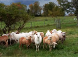 Ewe flock, Misty Oaks Farm