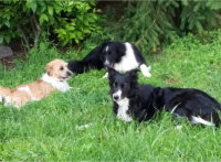 Canine Helpers, Misty Oaks Farm
