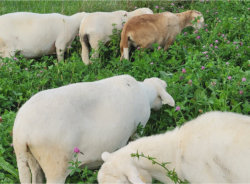 Rotational Grazing of Katahdin sheep Misty Oaks Farm