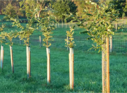 Silvopasture Project – Trees in Year 2, Misty Oaks Farm