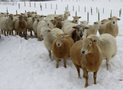 Katahdin Ewes Winter on Pasture, Misty Oaks Farm