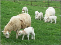 Lambs have access to pasture early.  Misty Oaks Farm