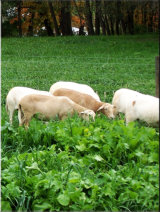 Sheep graze the tall grasses in rotational grazing management. Misty Oaks Farm